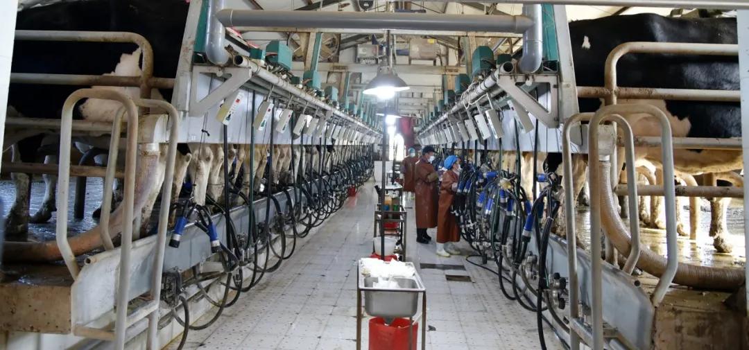 喂牛的最佳饲料绝密配方,牛的草料和饲料怎么喂牛