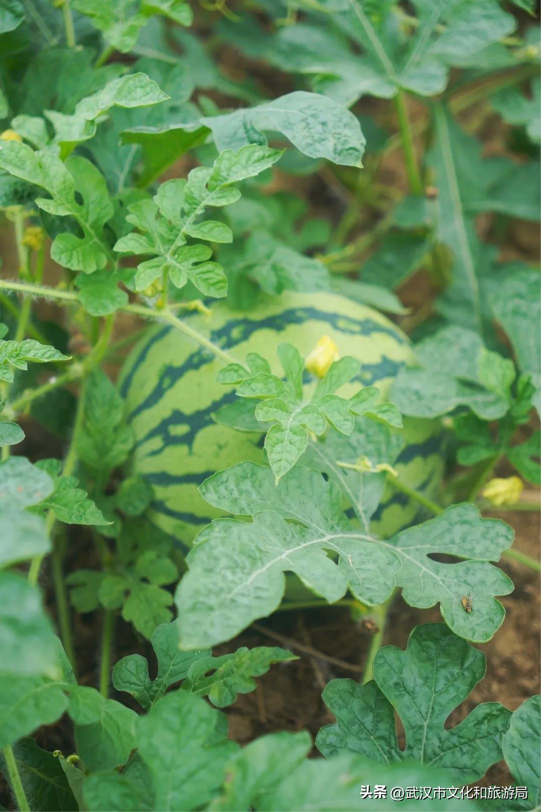 端午节私藏版游玩攻略,蔡甸2021年1月游玩攻略