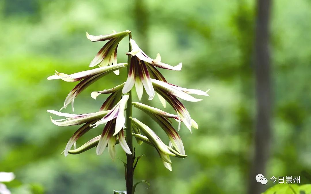 崇州山里的野百合图片,成都大邑野百合花海美景图