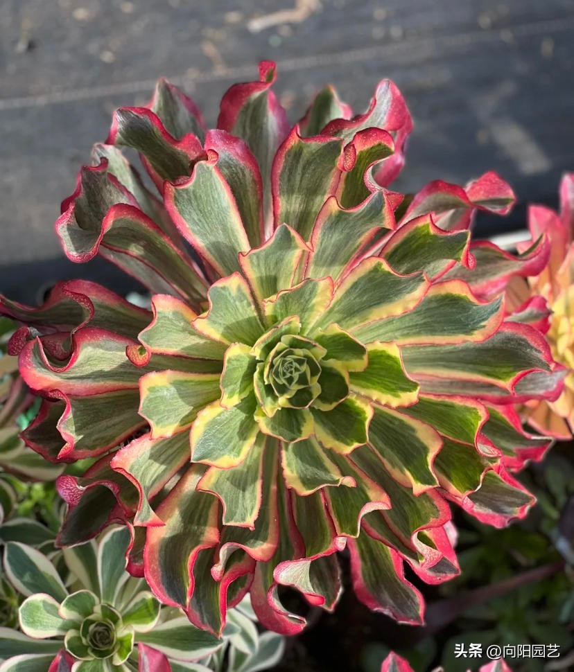 法师魅影现在什么价格,魅影法师锦为何贵