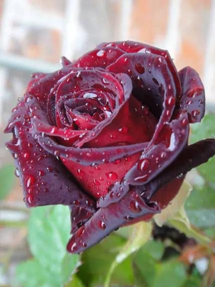 这才是最美的玫瑰花图片,最好看的紫色玫瑰花图片