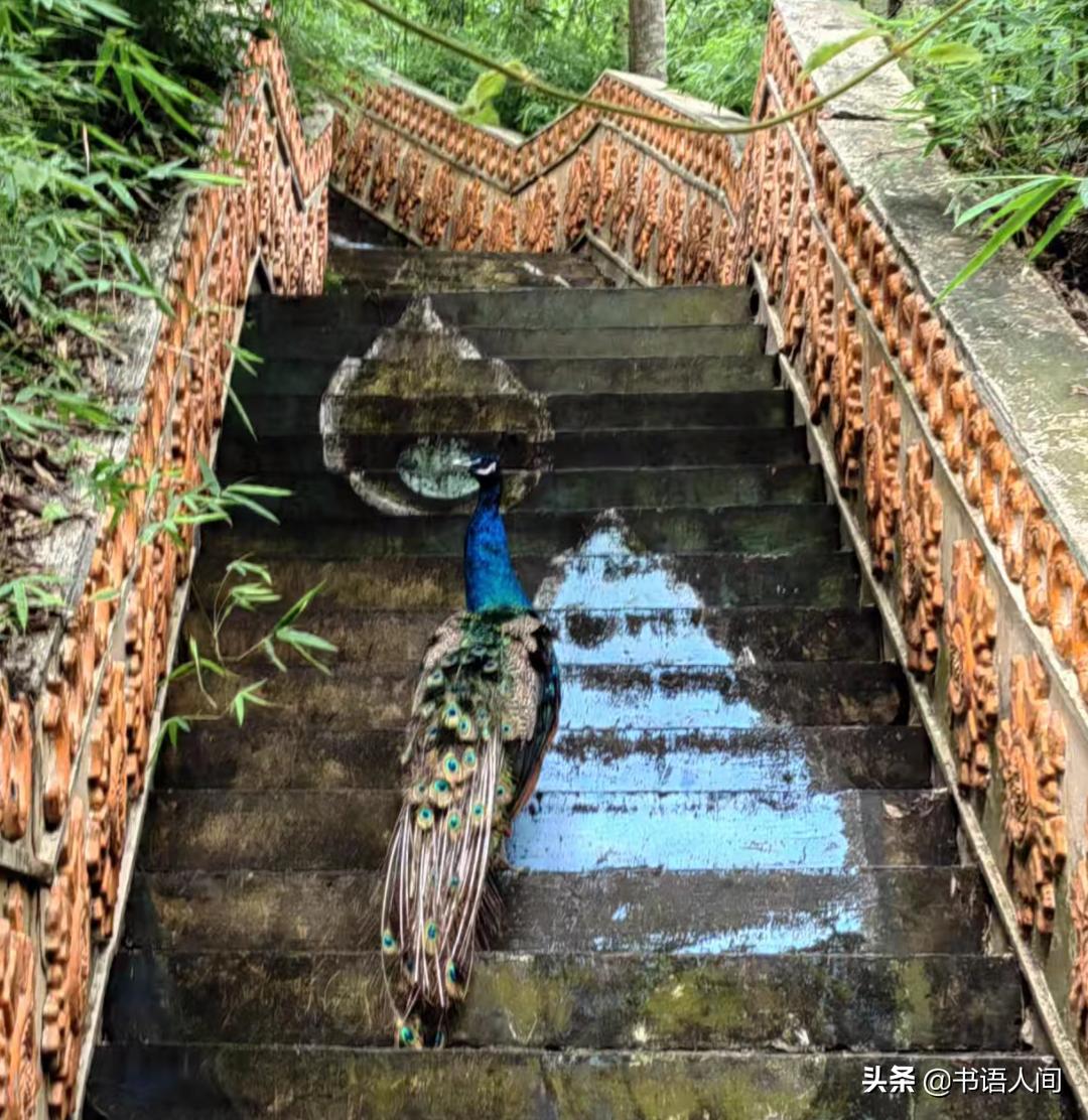 玩转西双版纳攻略,两天玩转西双版纳花费