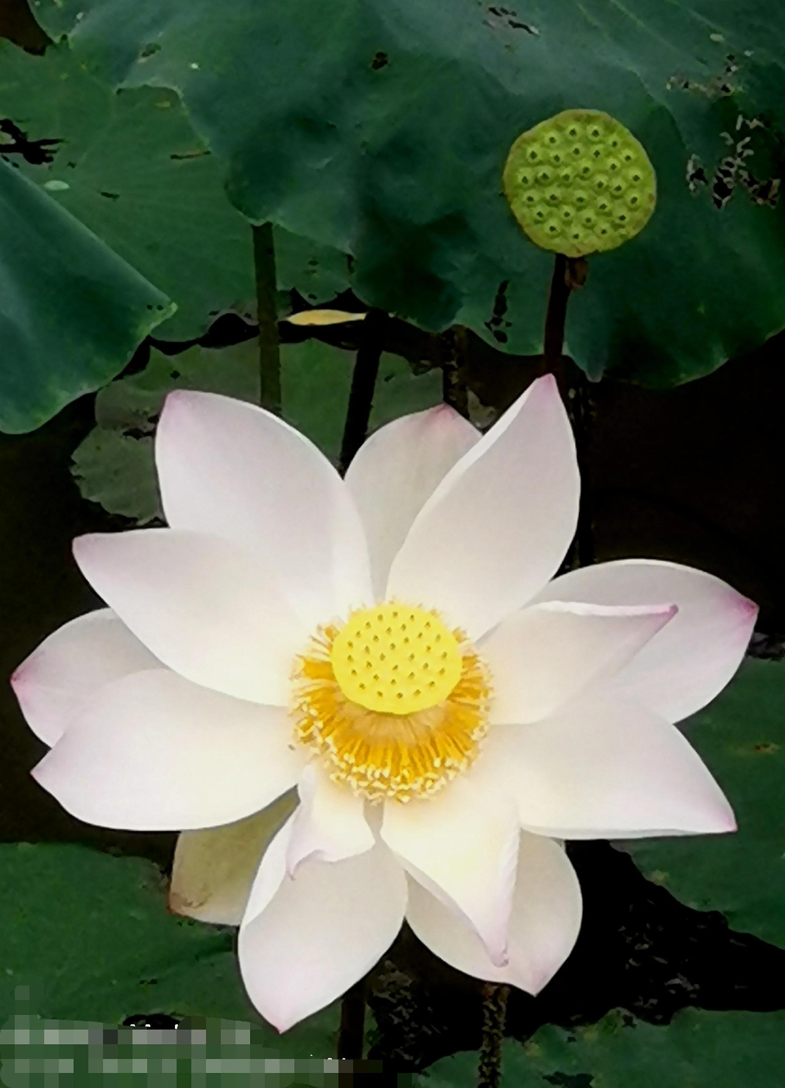 漳州市美丽的小镇,漳州长泰区旅游