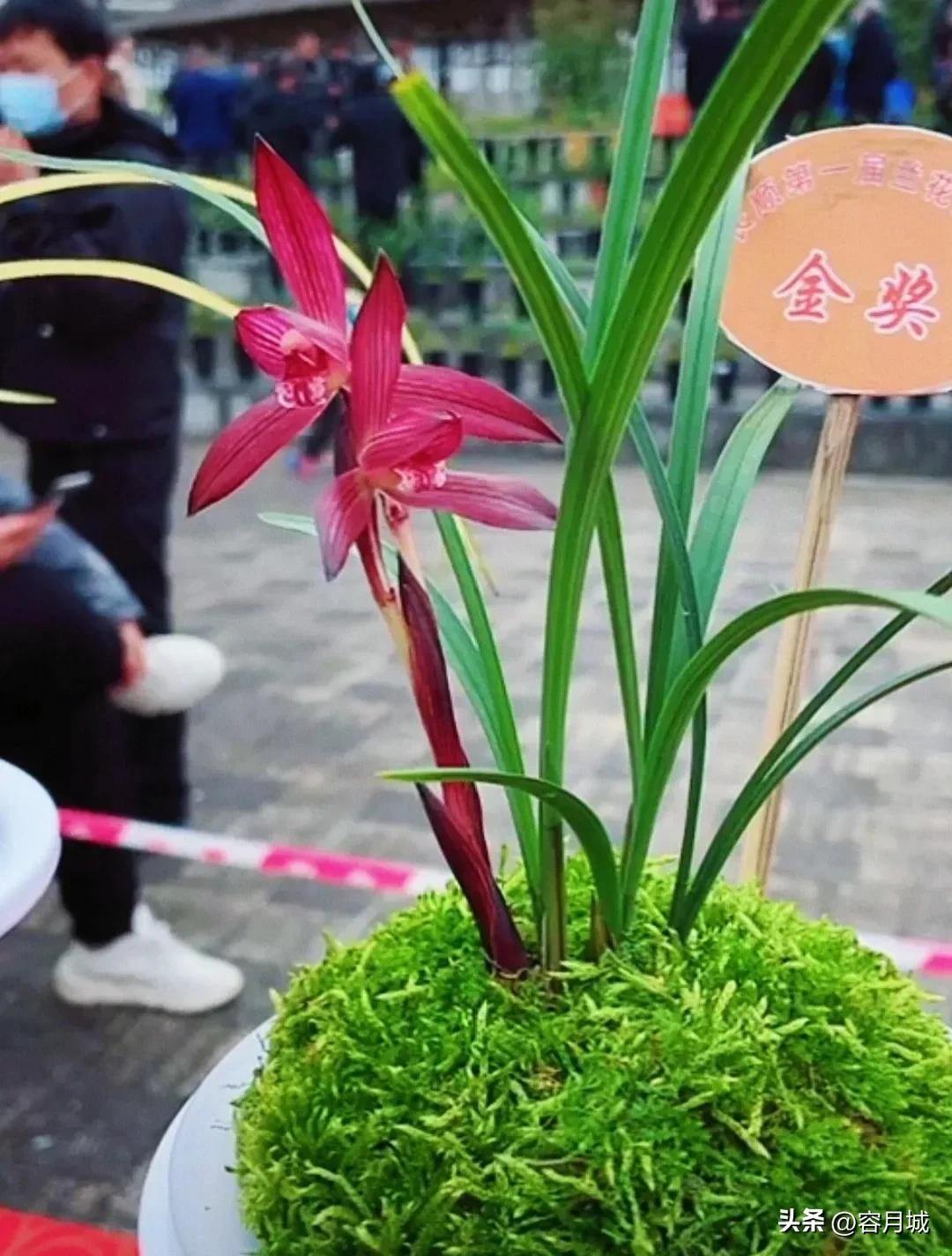 最名贵的兰花排名第一名,史上天价兰花前十名