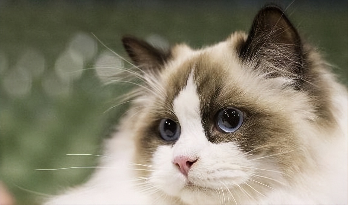 布偶猫的五大优点,布偶猫两个优点和三个缺点