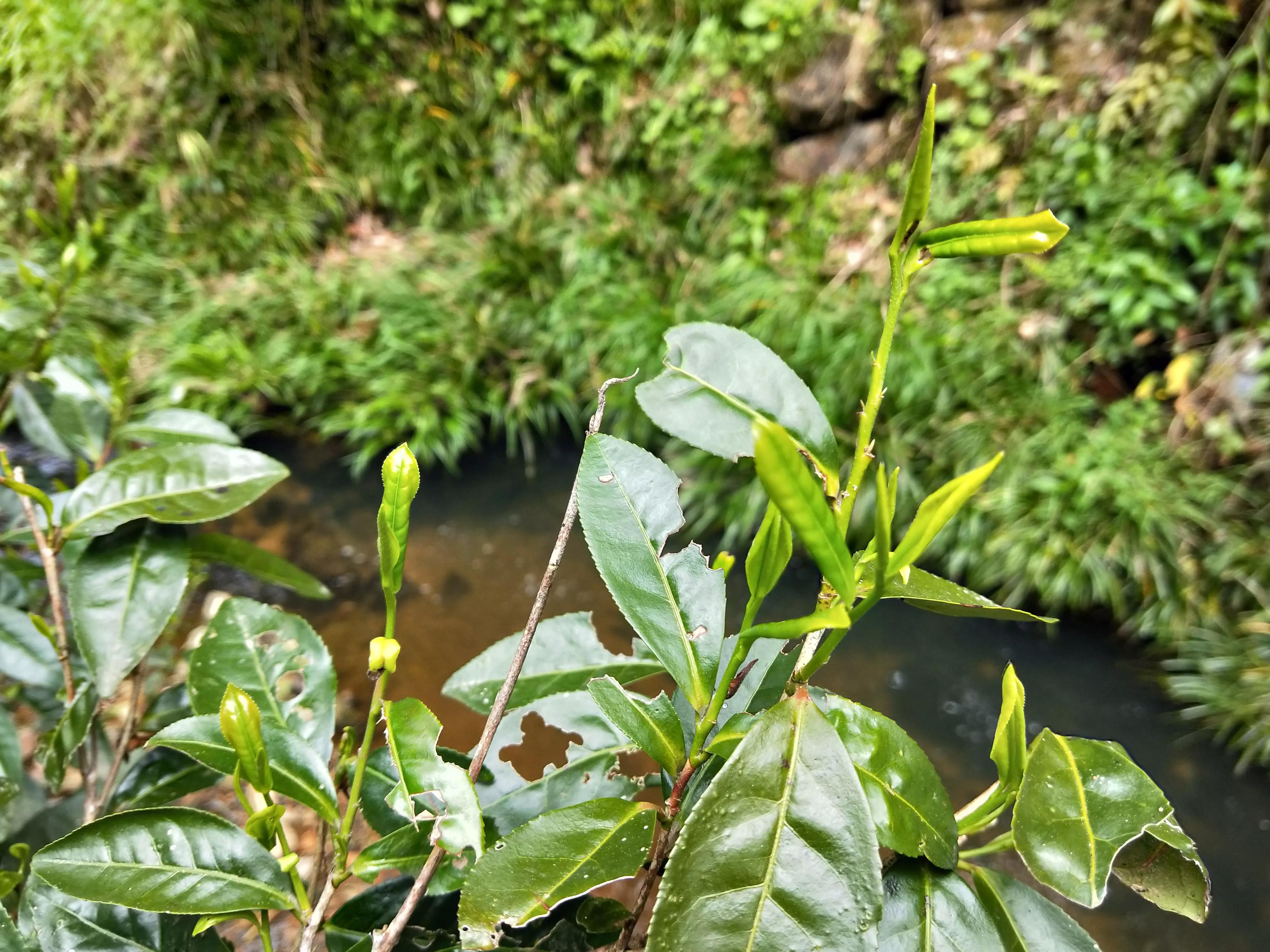 谷雨前后的茶推荐,醇香甘甜的早春好茶
