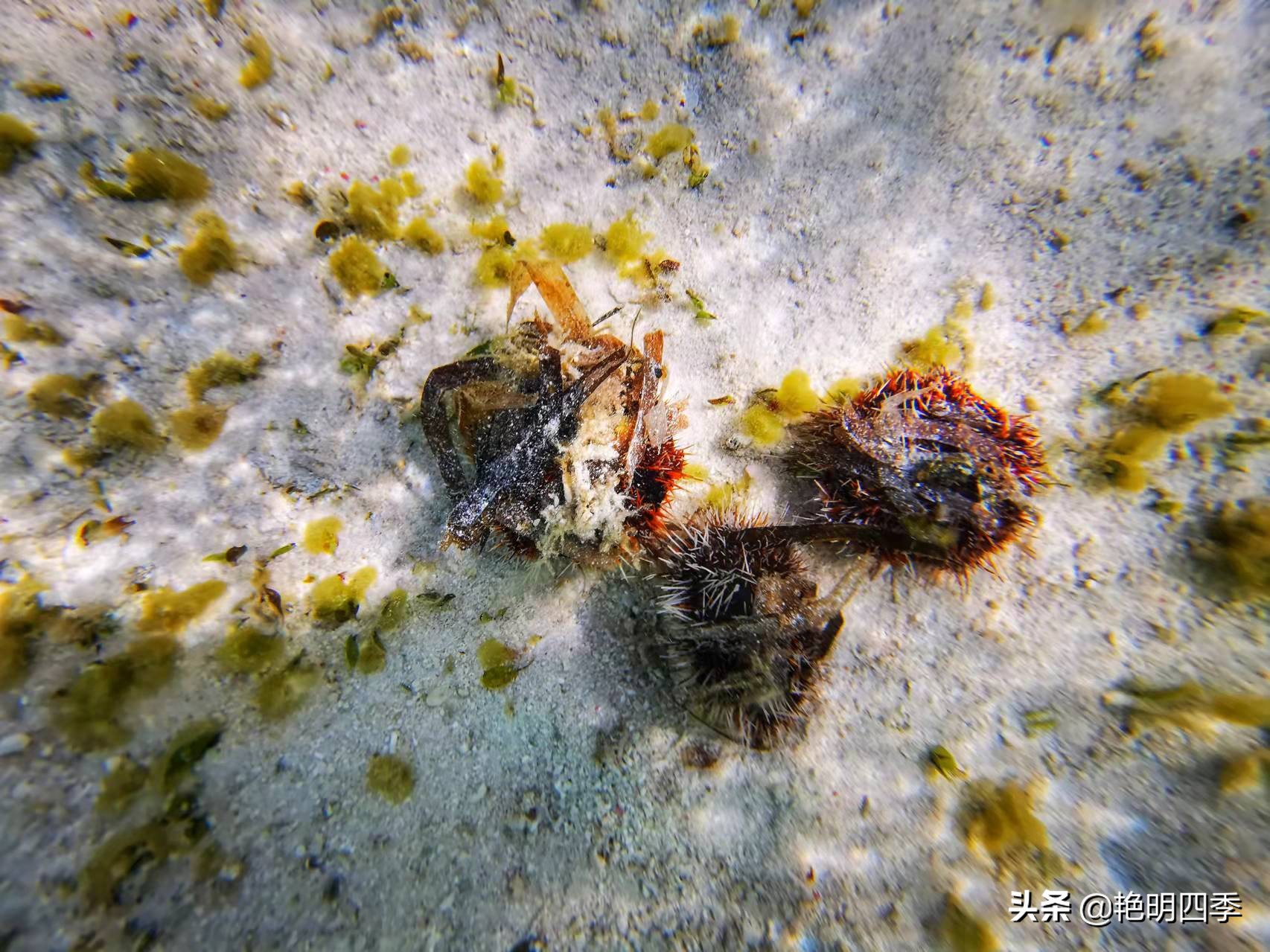 西沙群岛南海之梦游轮,西沙群岛南海之梦游轮视频