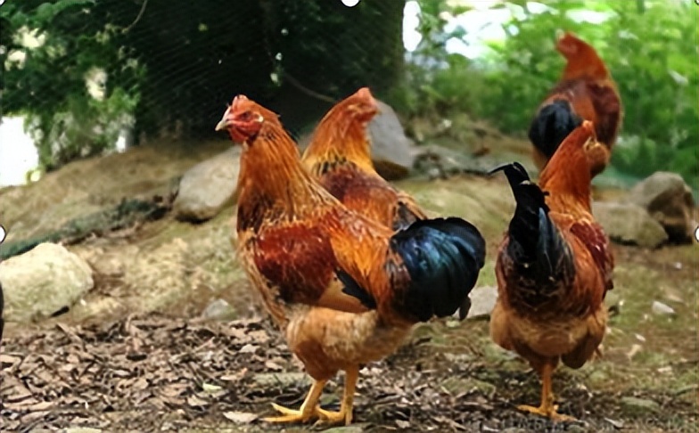 惠州大型养鸡场,十亩山林养殖3000只鸡