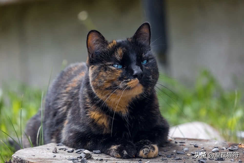 中国猫咪品种玳瑁猫,田园玳瑁猫的嘴