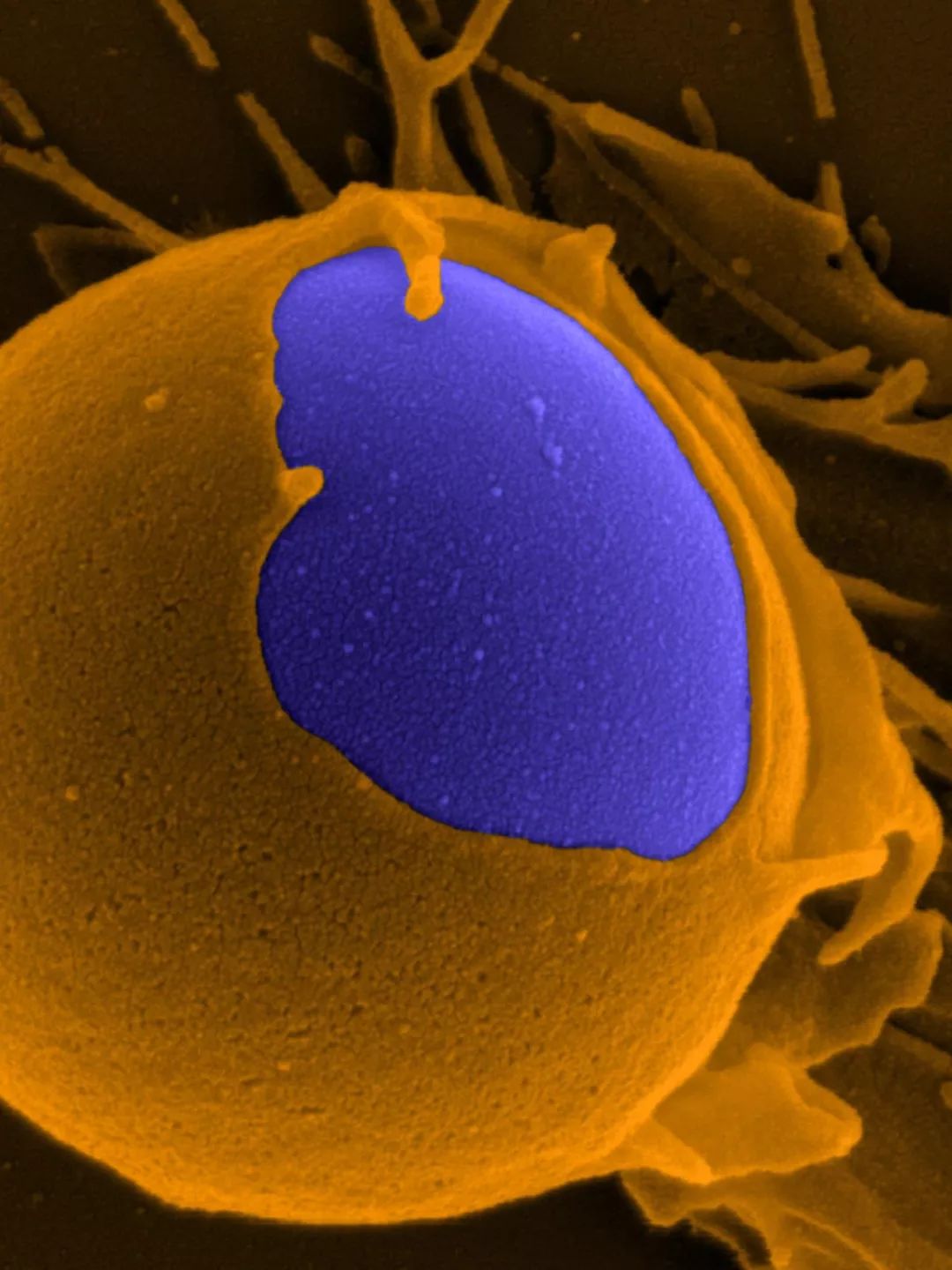 致与病毒搏斗的你！