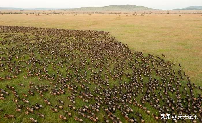 东非大草原动物大迁徙路线,为什么东非野生动物大迁徙