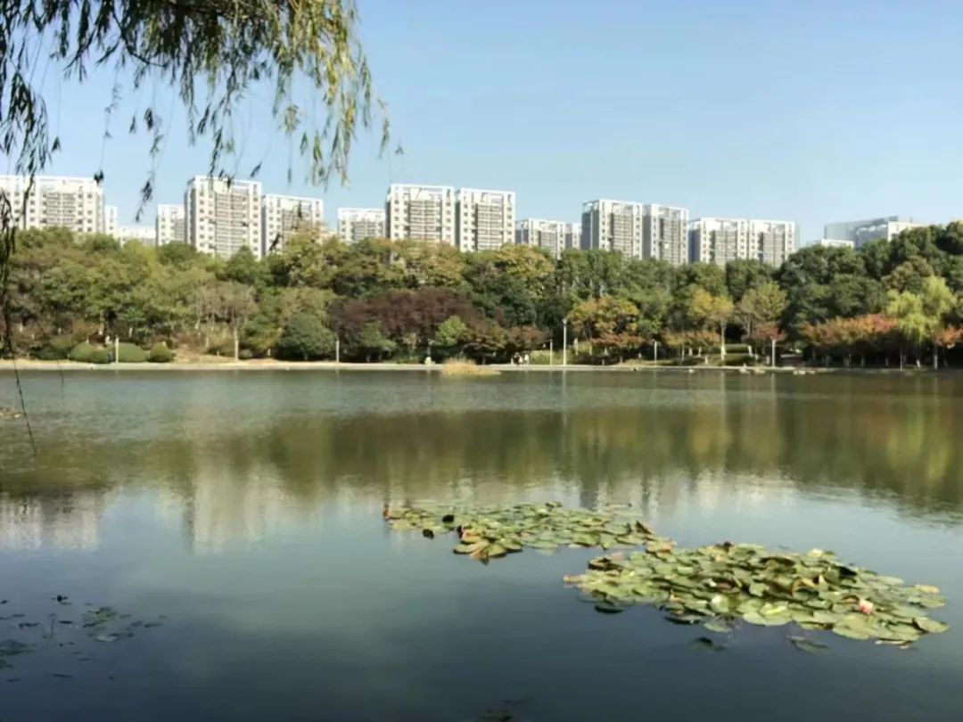 秋染天鹅湖，尽赏秋之裳