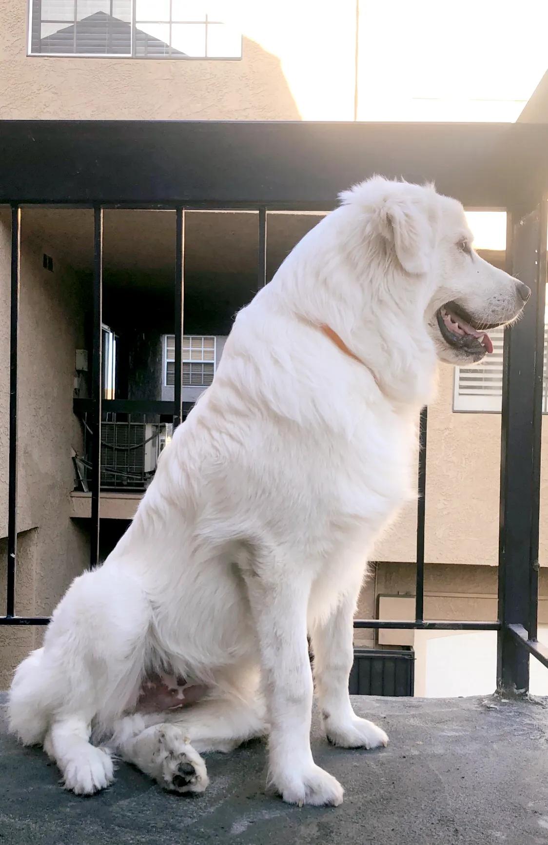 大白熊小狗,大白熊专用宠物狗