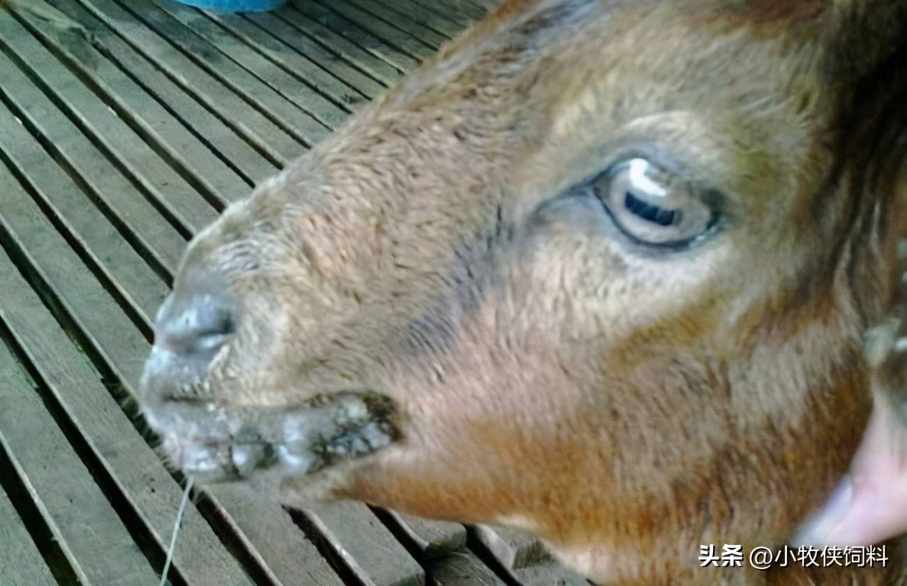 养羊老张分享羊有口疮怎么治疗,羊得了口疮病怎么治疗