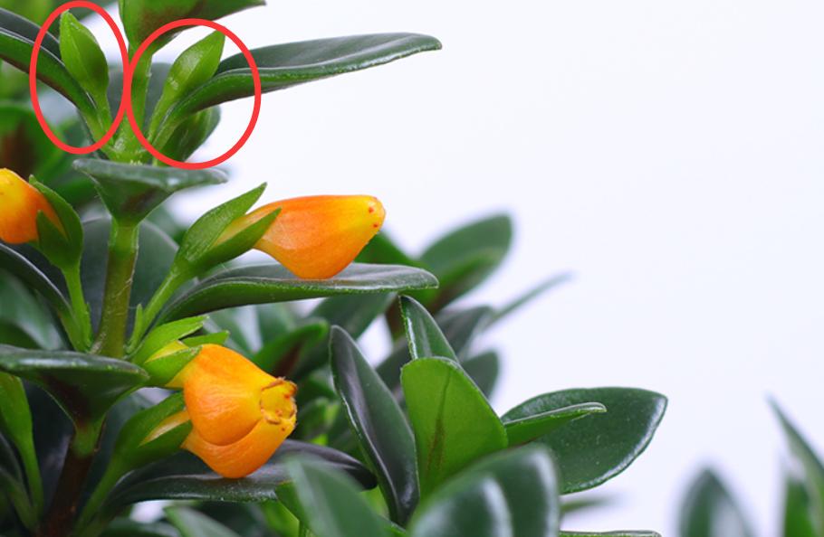 金鱼吊兰开花期间怎么养护和管理,金鱼吊兰开花都有哪些养护秘籍