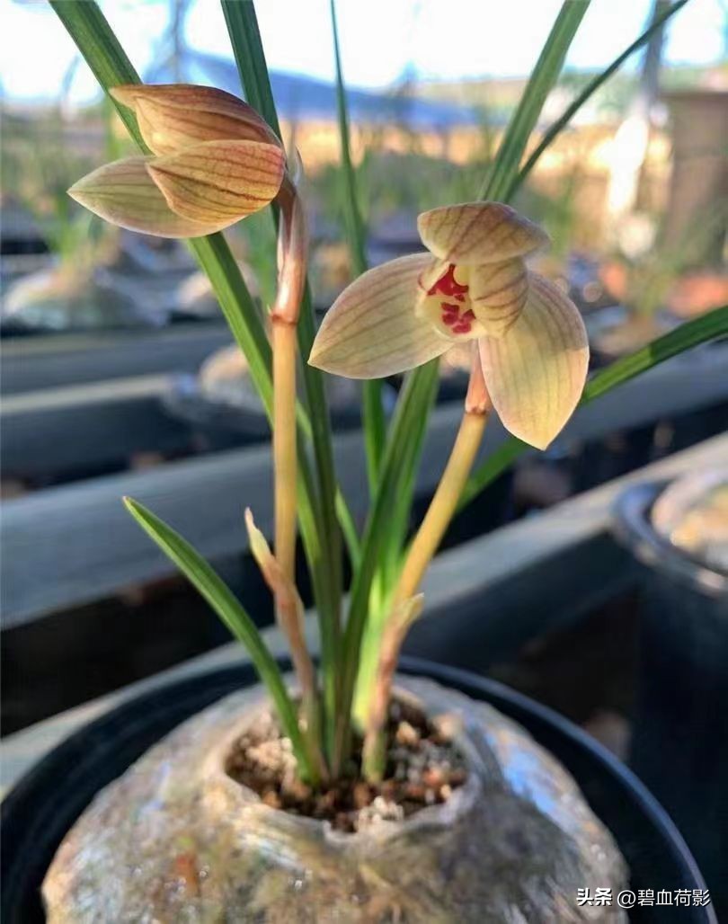 94年，男子10元购入一棵兰花，06年却卖出百万天价，兰友：有眼力