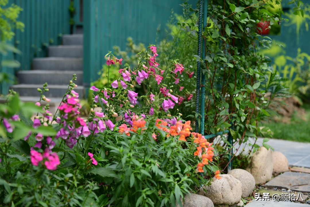 冬天开花的室外花卉盆栽,温室盆栽观花花卉植物