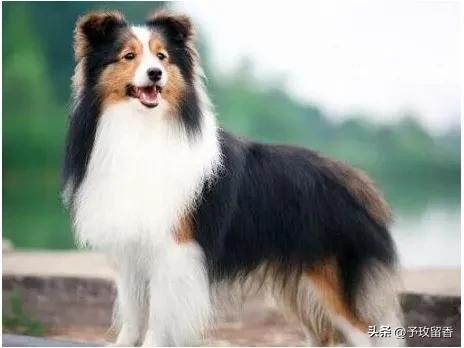 狗的种类常见宠物狗的品种及特点,宠物狗种类及特点