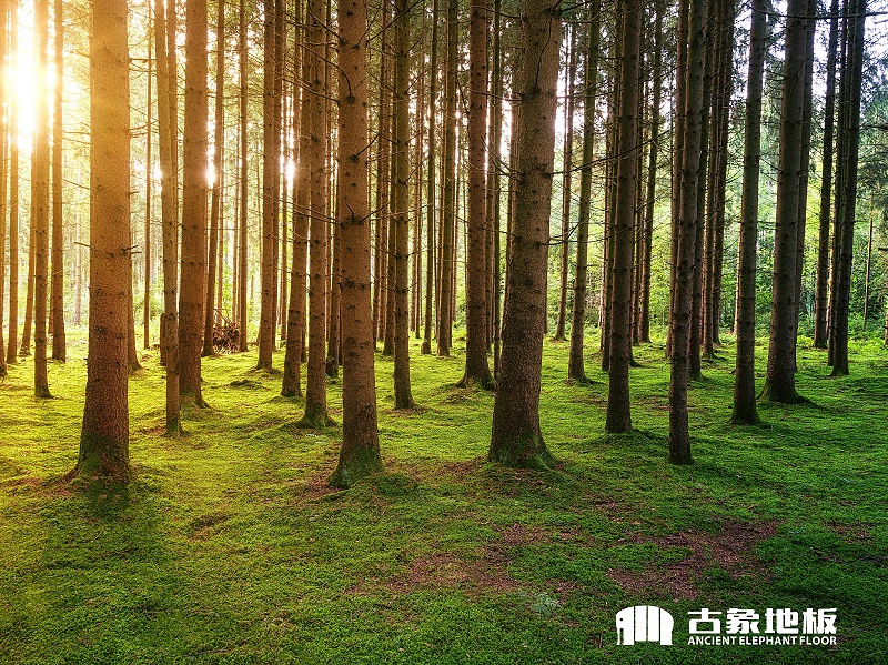 怎样拯救地板砖,怎样拯救旧地板