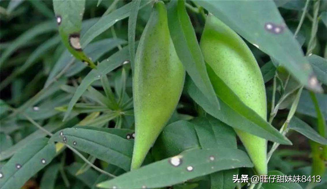 农村消失的水果,农村才能吃到的十种水果