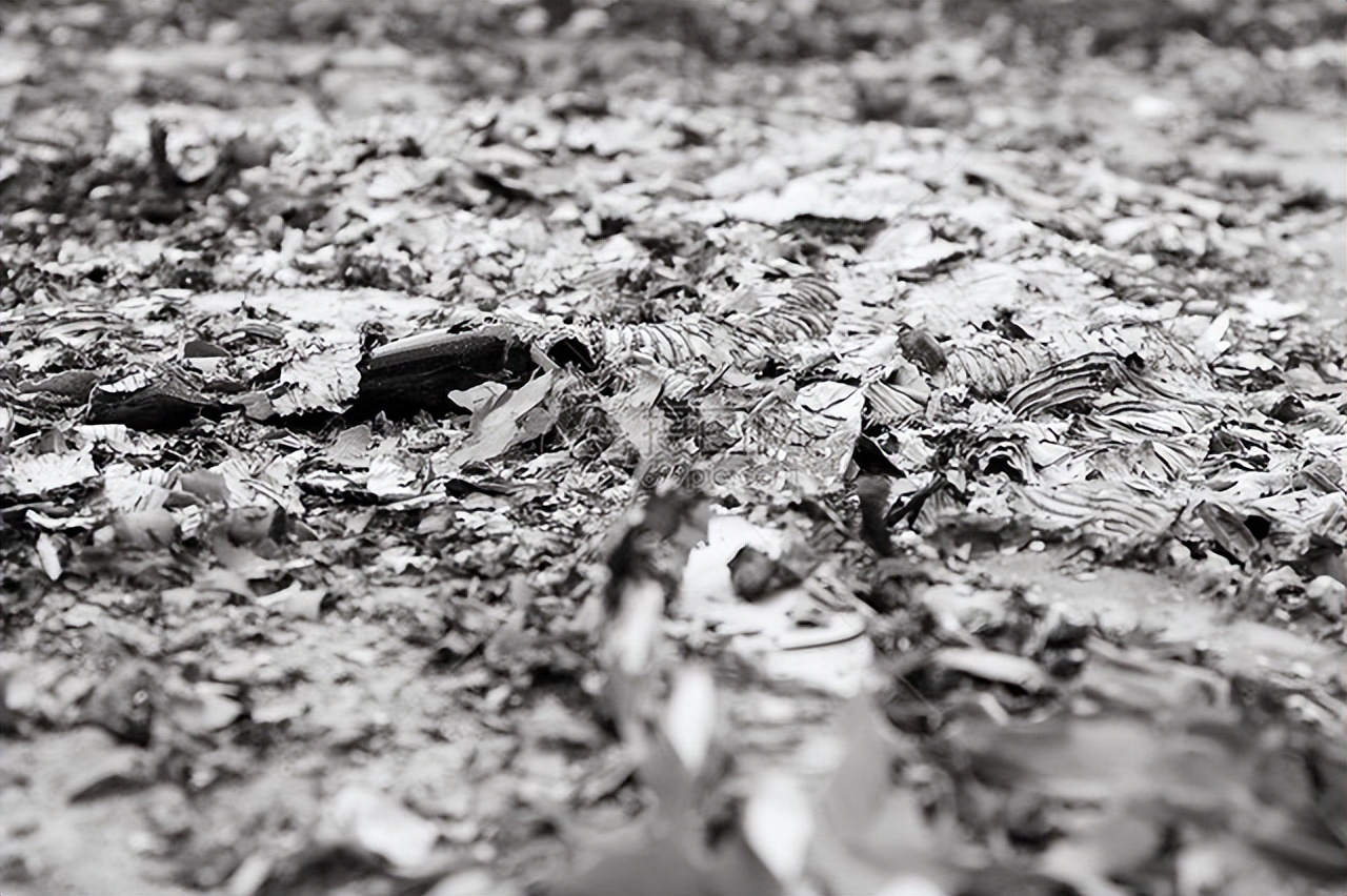 美国女农场主招夫婿 (美国农场主招夫婿)