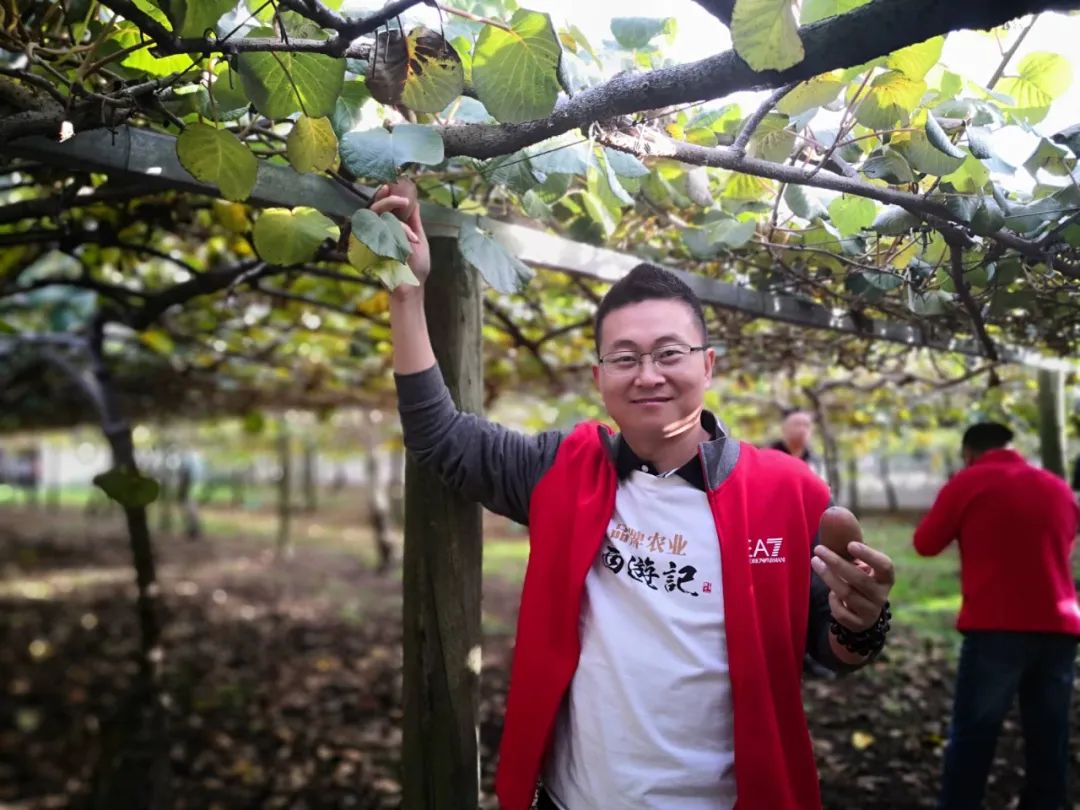 猕猴桃的原产洲在哪里,新西兰猕猴桃发展