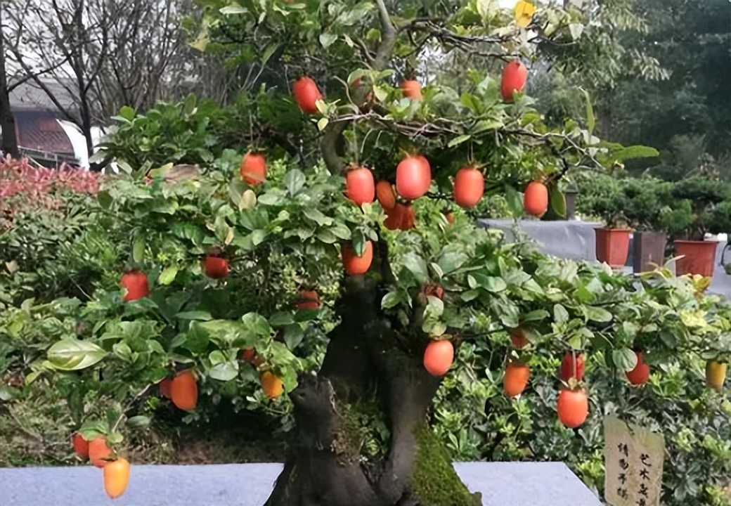 金弹子分公母，公有果母无果？5条解析告诉你