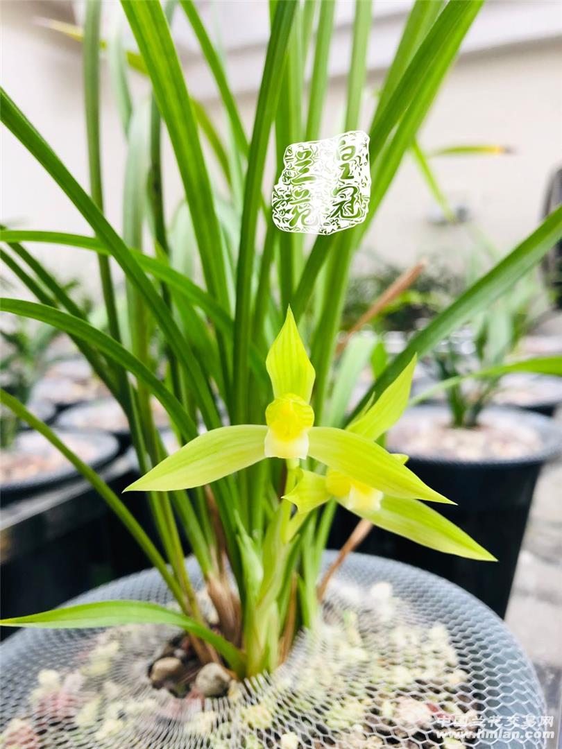 80鍚庡皬浼欏吇鍏扮殑骞冲焊鐢熸椿,90鍚庡吇鍏颁汉鎴愬姛妗堜緥