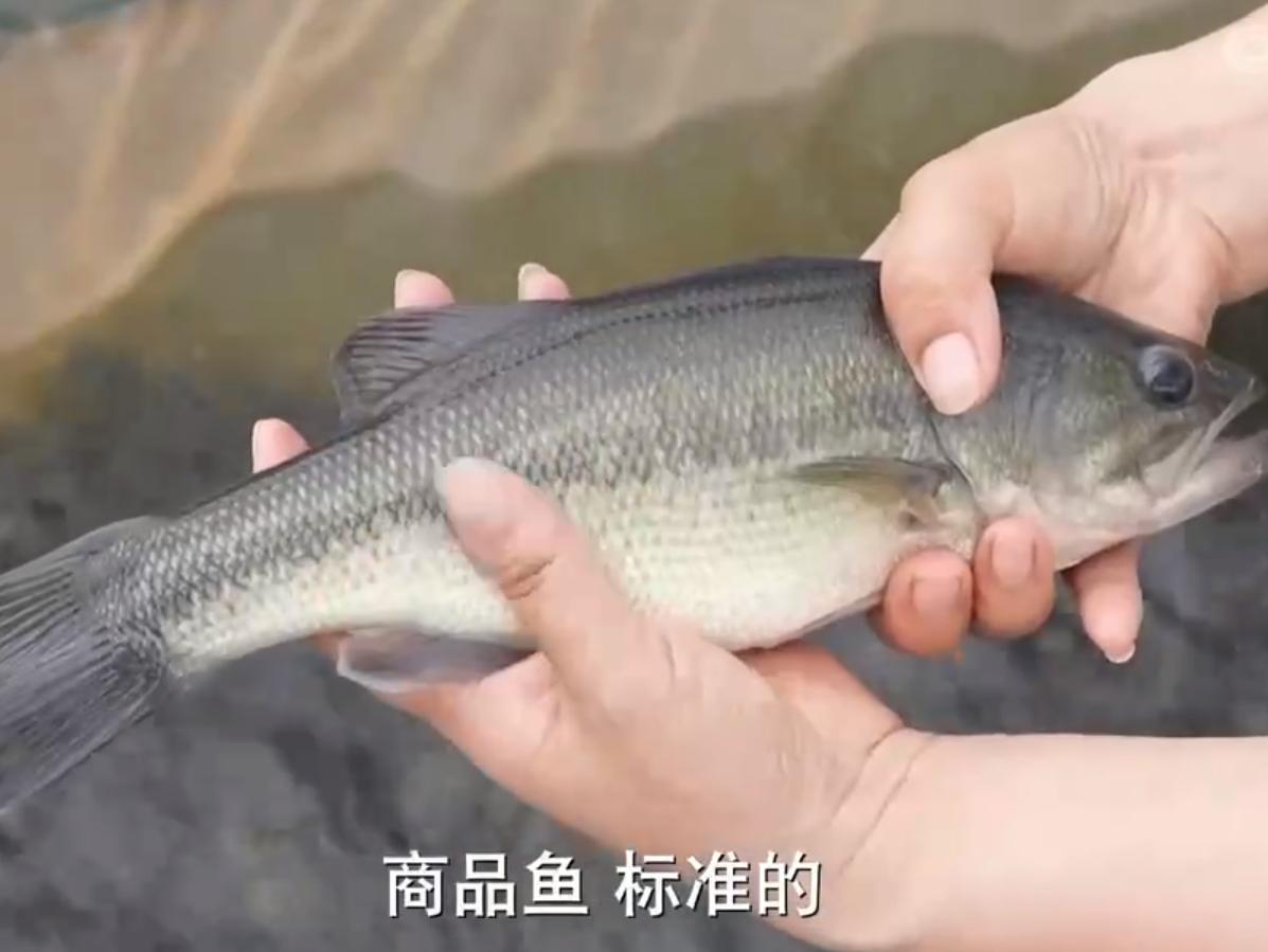 湖北女子独创大桶养鱼新模式，一桶鱼能卖到5万元，靠此年入百万