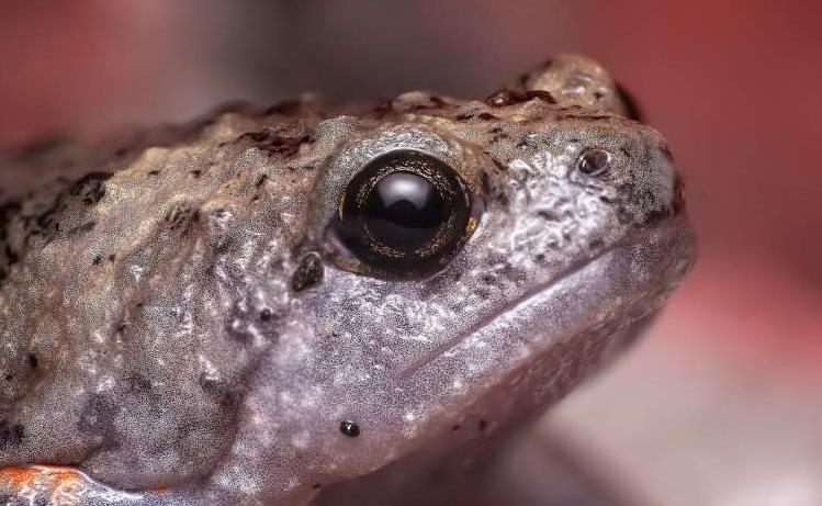 养殖中华大蟾蜍需要什么手续,蟾蜍的人工养殖成功了吗