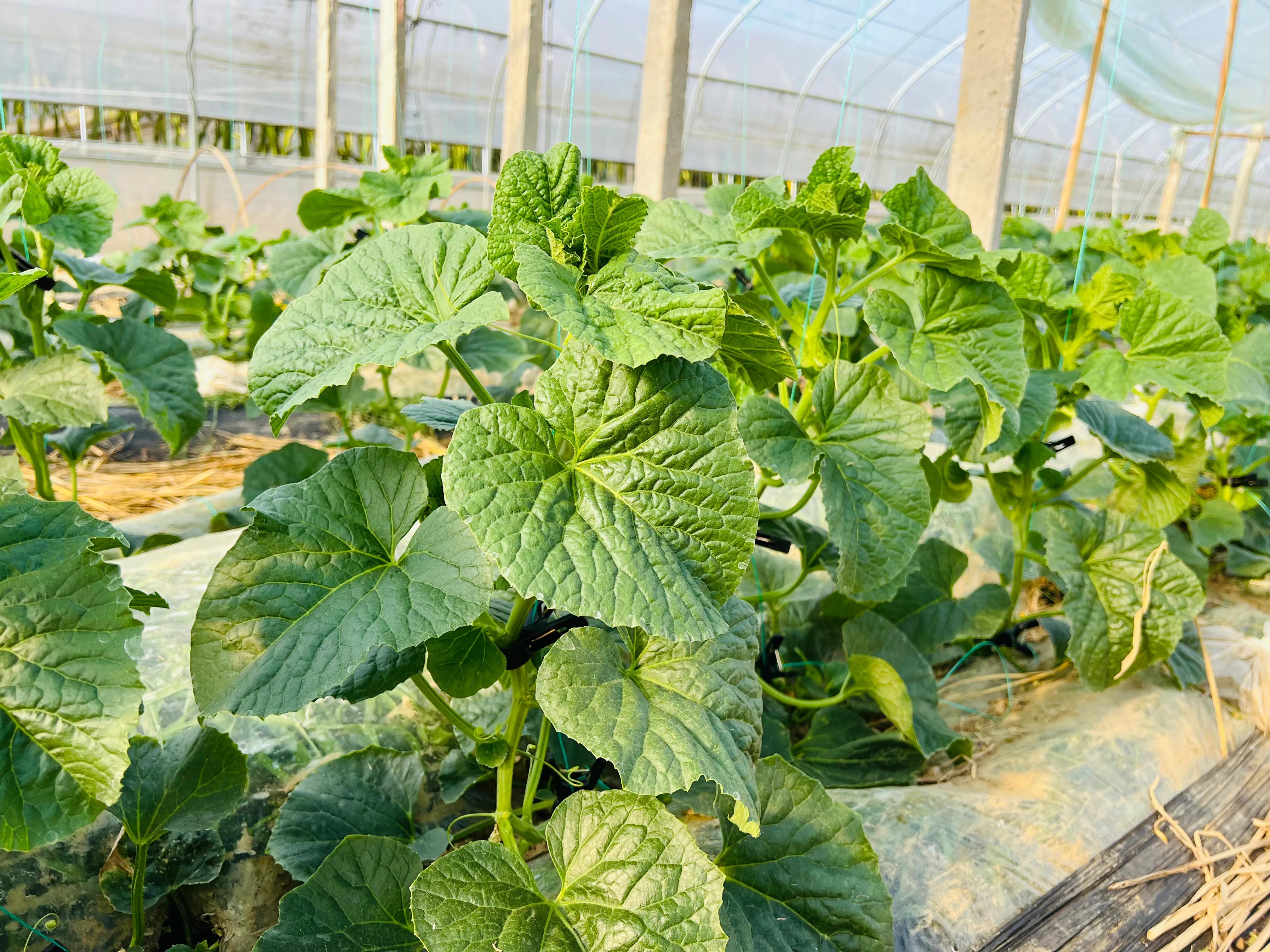 甜瓜霜霉病的预防与治疗