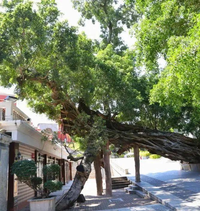 鼓浪屿最值得看的景点,鼓浪屿值得一去的景点