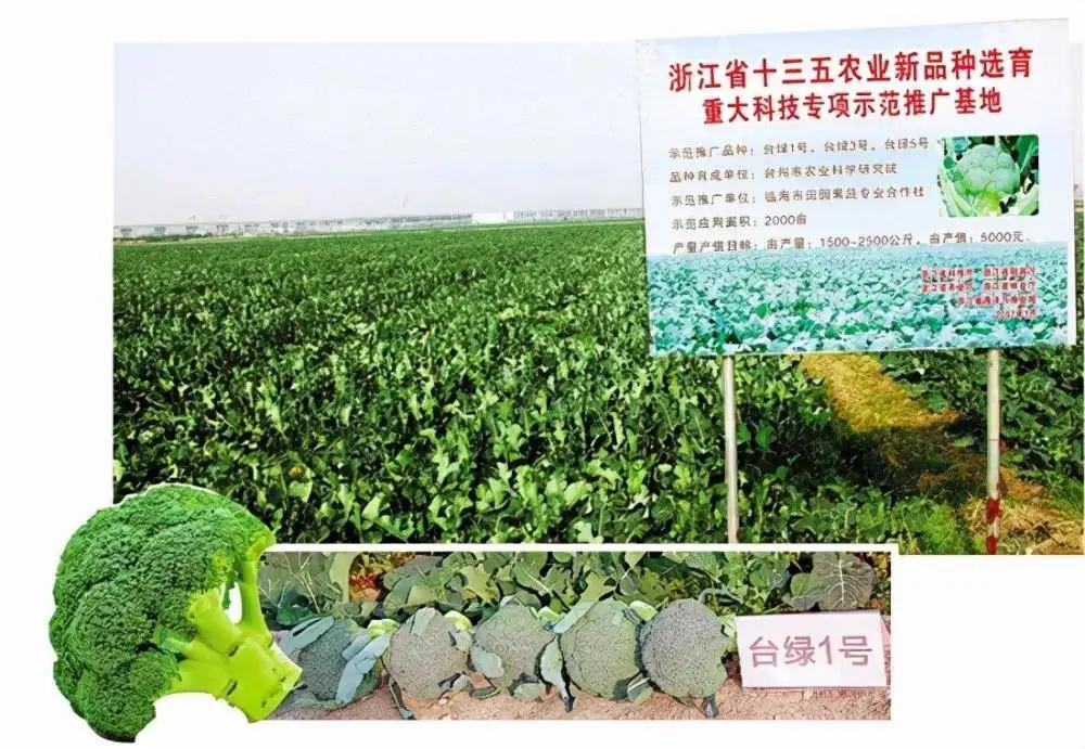 西兰花种子为什么会被垄断,西兰花种子研发已经打破垄断了吗