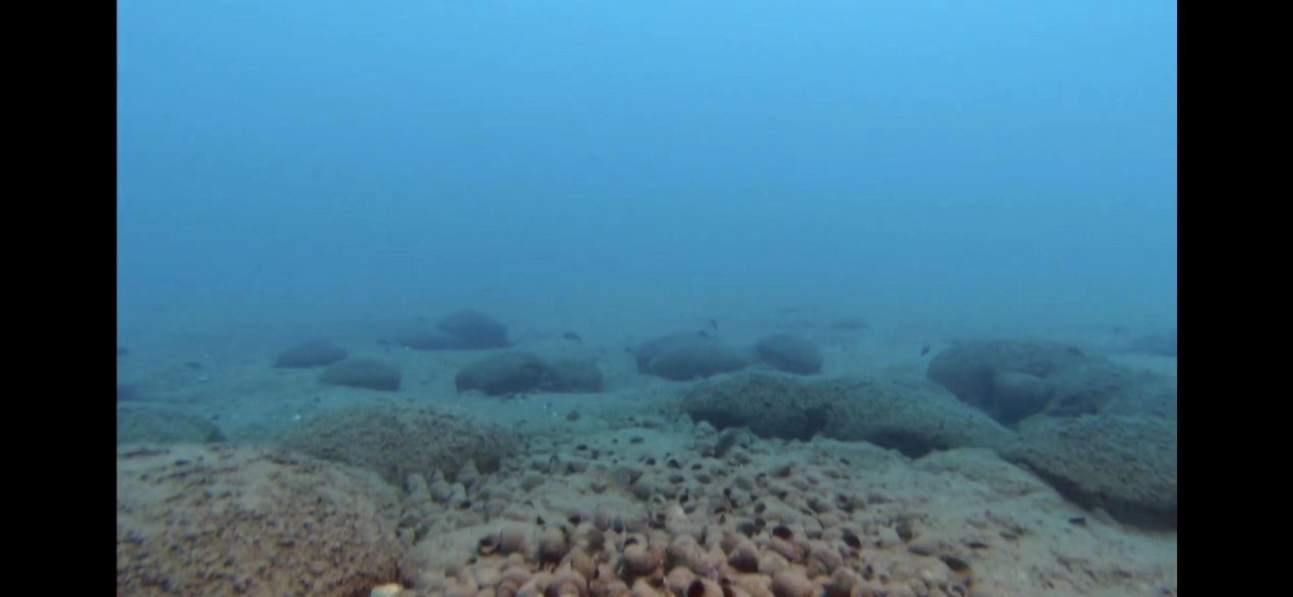 精心挑选6种最容易饲养的观赏鱼,新手饲养观赏鱼有哪些推荐