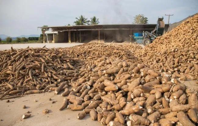 非洲人不种水稻，反而要大量种植能毒死人的木薯呢？抵不住产量高