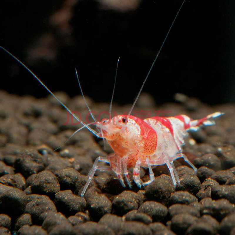 水晶虾的饲养方法 (水晶虾好养吗)