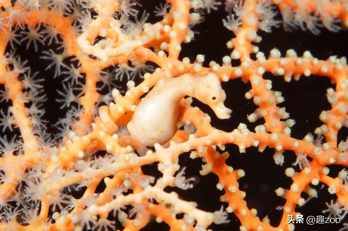 十大品牌海马的排名,十大最强海马