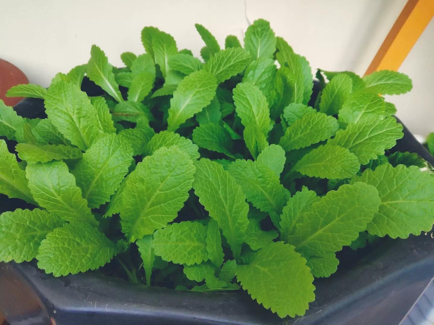 花盆种植蔬菜品种大全,花盆种植蔬菜长得很细