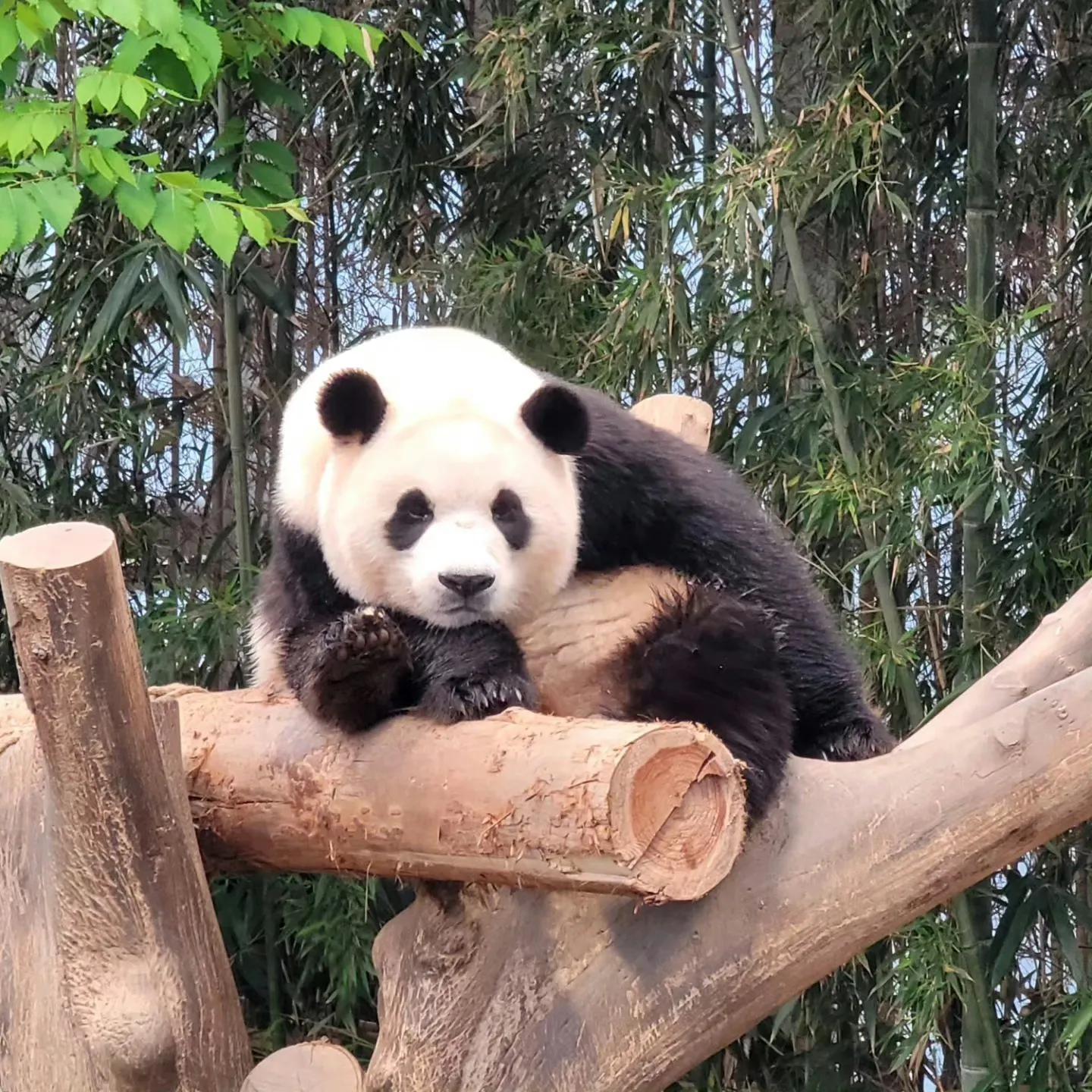 大熊猫福宝即将回国，网友提议：就养在韩国，别回来了！