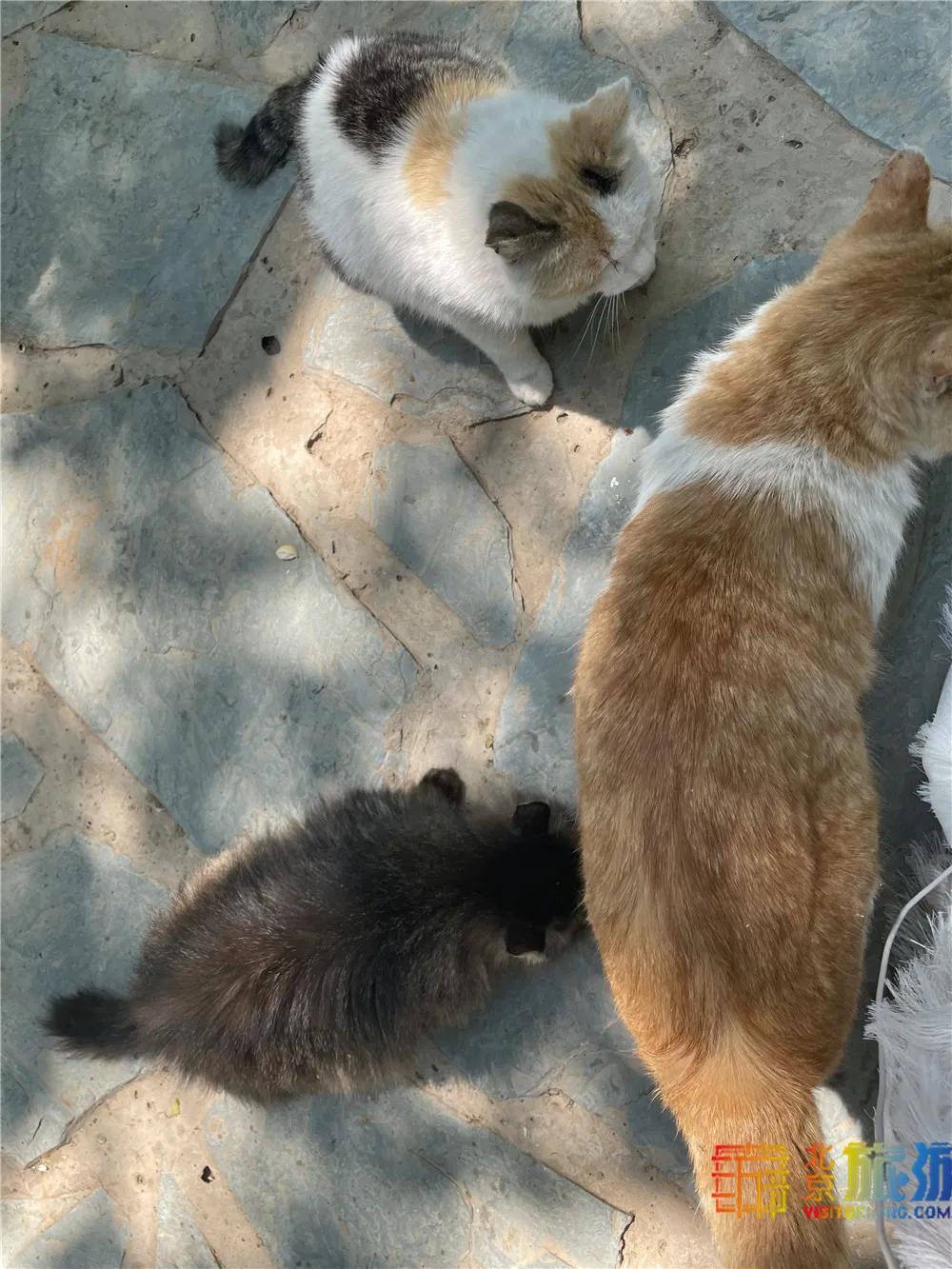 故宫御猫最火的猫,北京故宫的猫为什么叫御猫