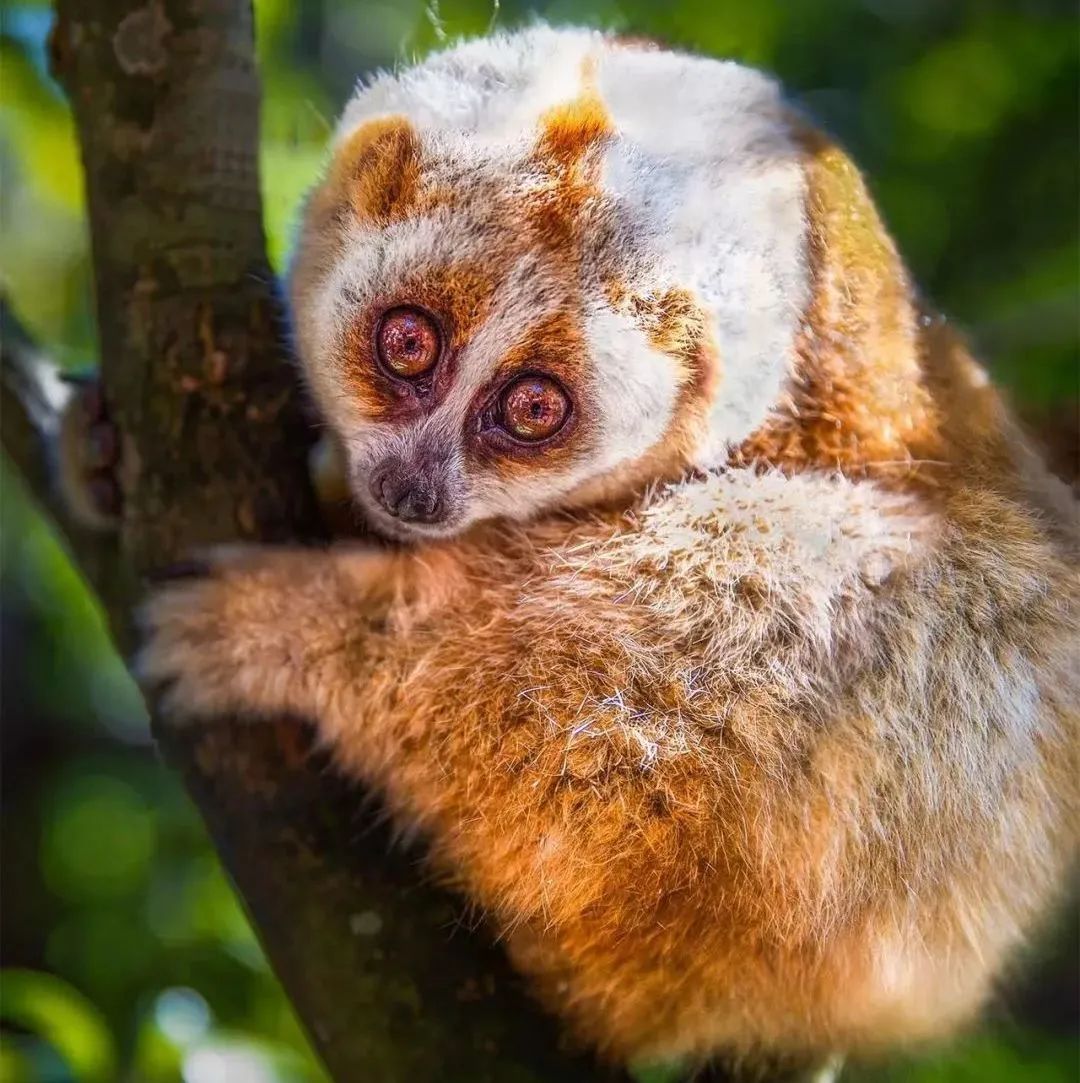 西双版纳黄猄蚁,勐远仙境丛林探险