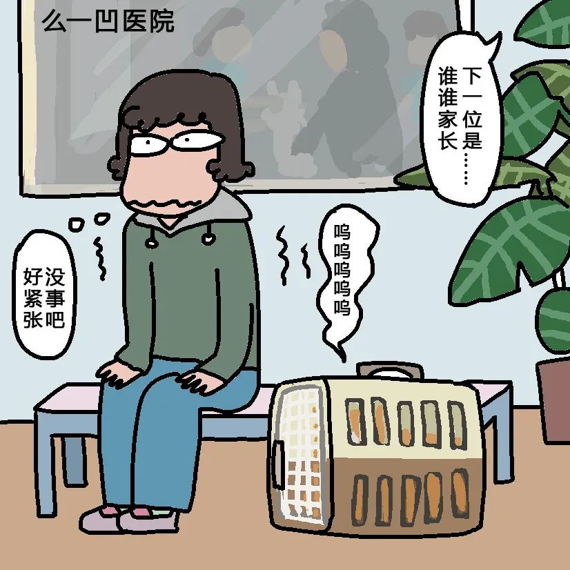 养猫劝退指南第19集,养猫劝退指南英短