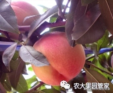 优质果树苗木品种介绍,最好的新品种苹果苗木