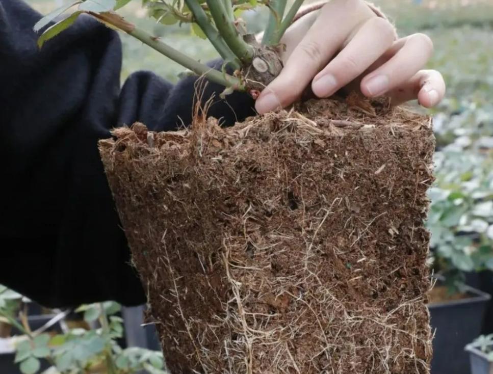 没人要的稻壳被大叔转手1吨卖660，你猜有啥用途？种菜养花效益高