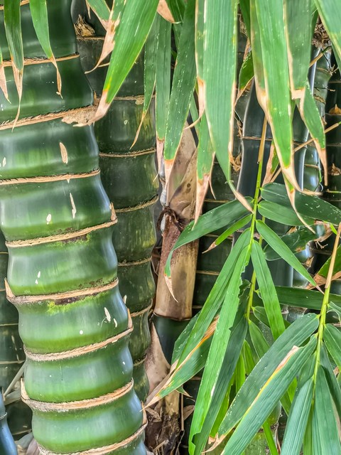 罗汉竹盆景,罗汉竹