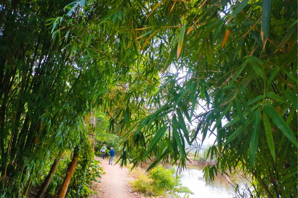 閲戝爞椴滆姳灞辫胺鍊煎緱鍘诲悧,閲戝爞椴滆姳灞辫胺娓歌