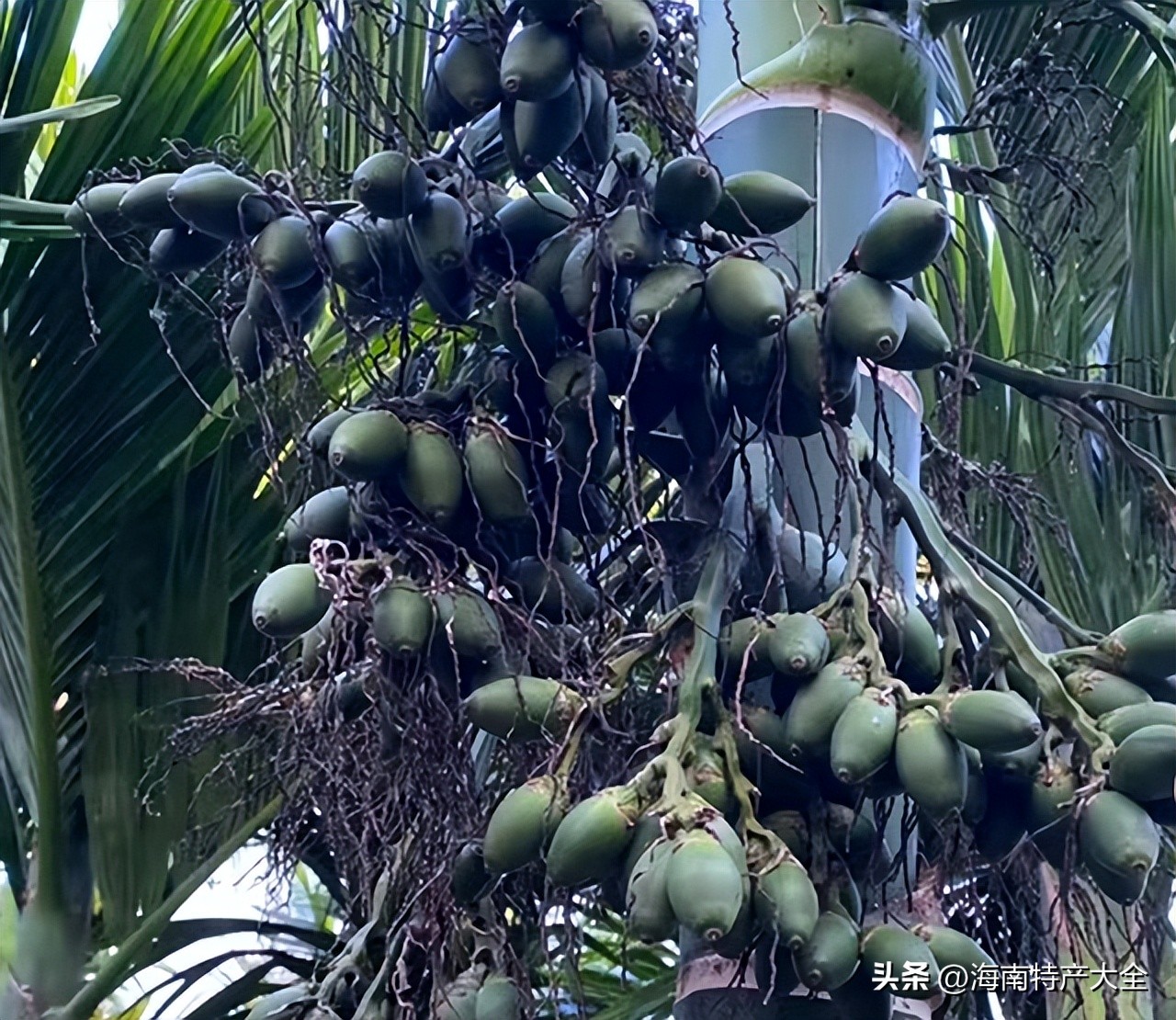 海南青果槟榔行情 (五年后海南槟榔行情会好吗)