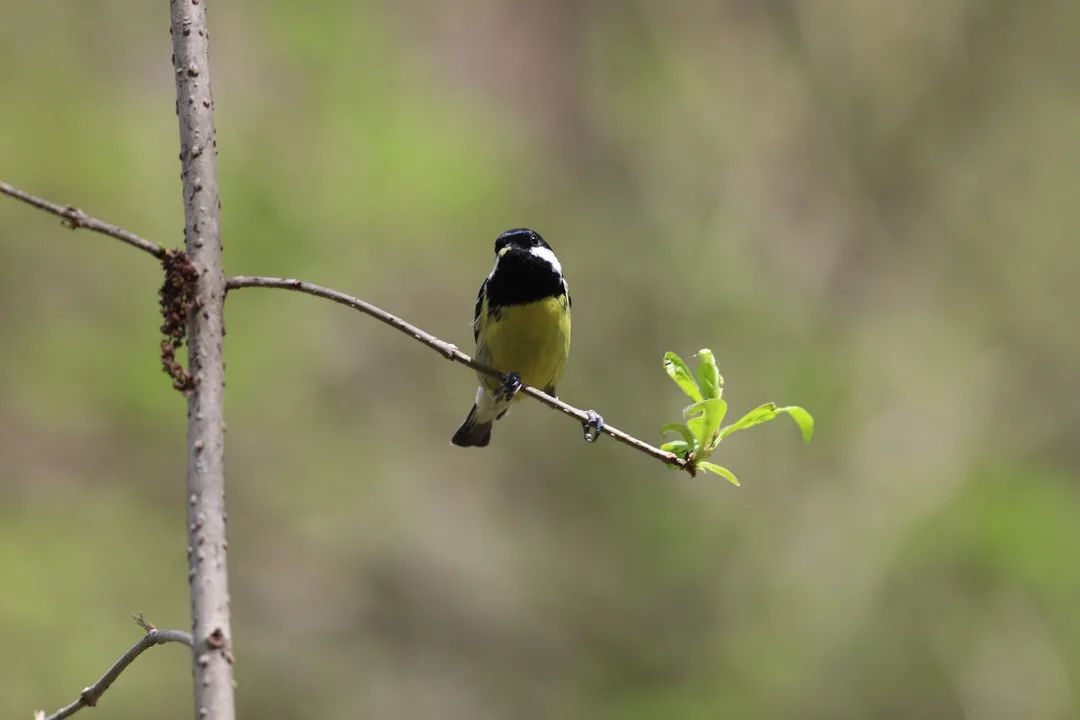师大寻鸟记，这些小可爱，你都见过吗？