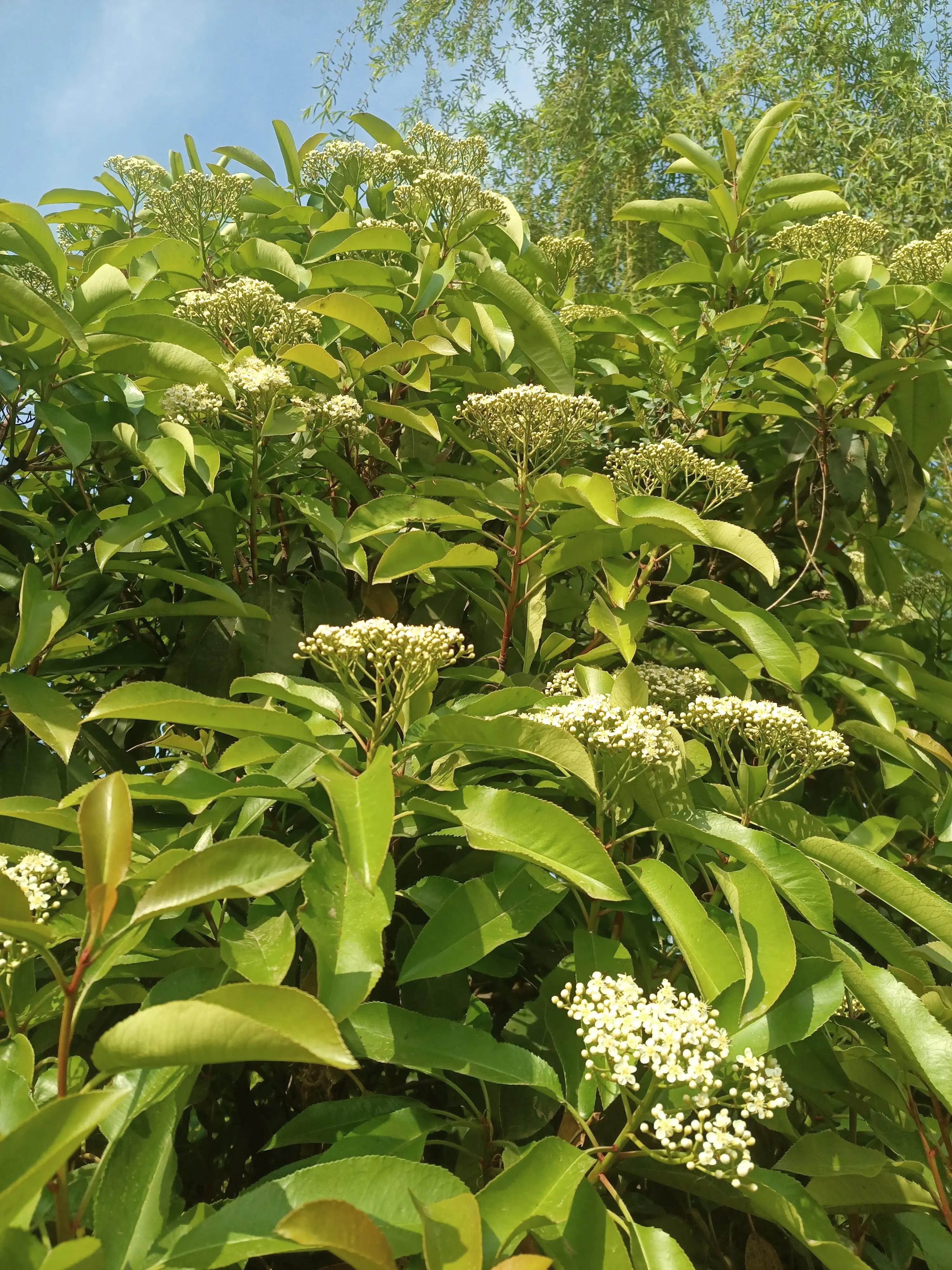 闲来无事荡秋千视频,山中荡秋千