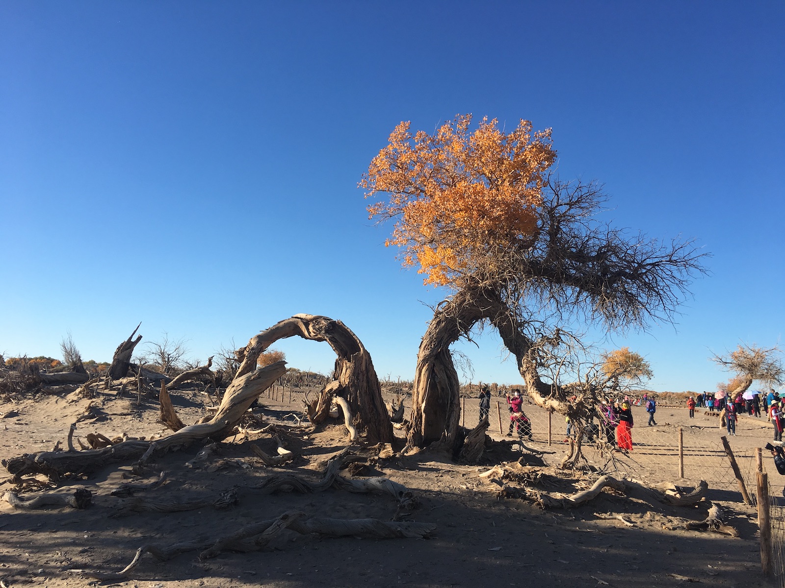 北京自驾额济纳胡杨林十天攻略,从北京到额济纳胡杨林线路